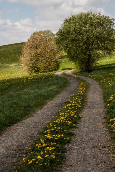 Fruehling in Vormwald - (c) L Lammers.jpg